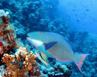 /album/cervene-more-/bicolour-parrotfish-jpg/